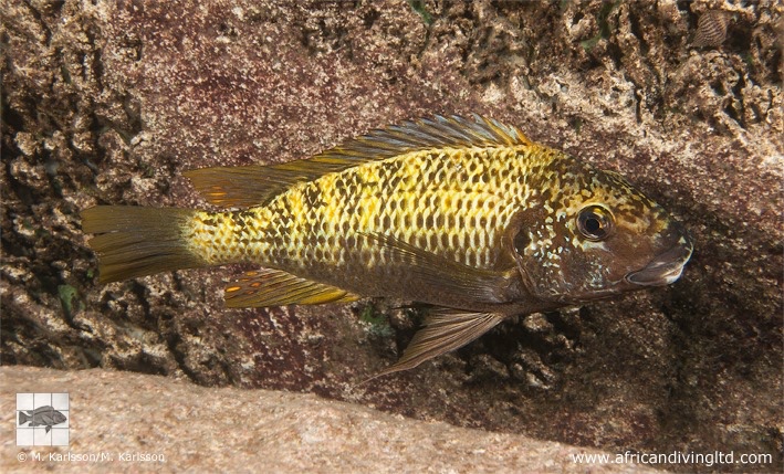 Petrochromis sp. 'texas blue' Mvuna Island